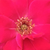 Vörös - Virágágyi floribunda rózsa - Anne Poulsen®